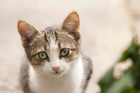 Small cat Stock Photos