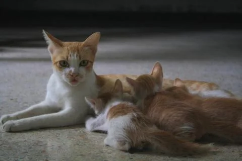 Small​ cat​ Stock Photos