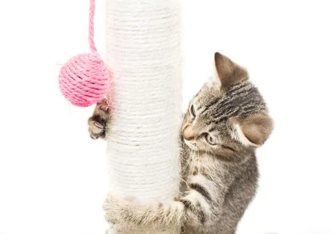 Small cat playing with ball Stock Photos