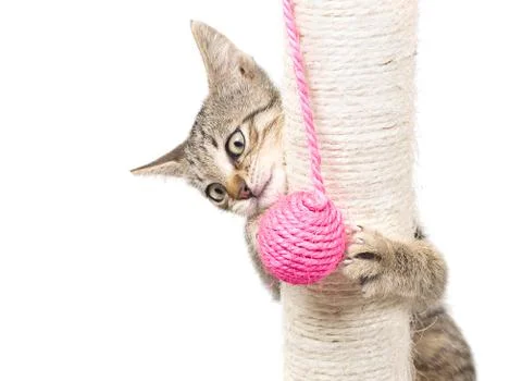 Small cat playing Stock Photos