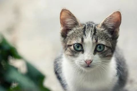 Small cat portrait Stock Photos