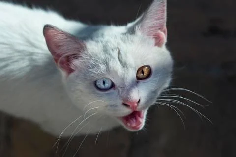 Small cat portrait Stock Photos