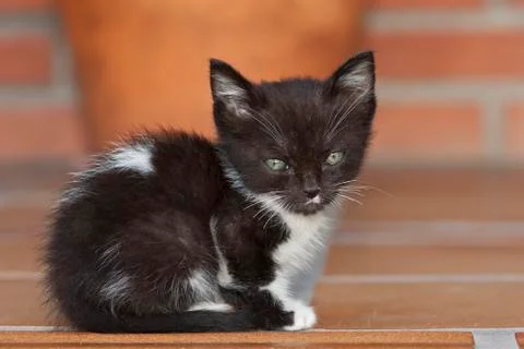Small cat portrait Stock Photos