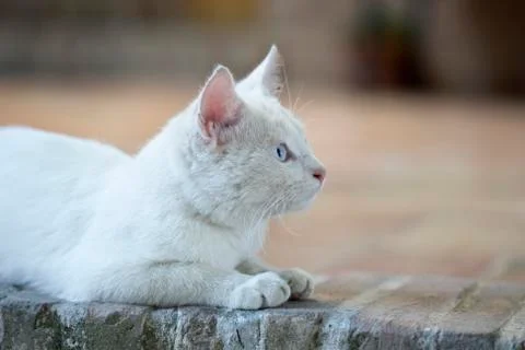 Small cat portrait Stock Photos