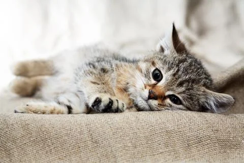 Small Cat Portrait Stock Photos
