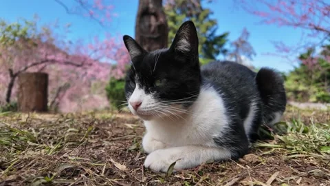 A small cat rests on the grass, gazing off into the distance. Slow Motion. Vídeo Stock 298886950