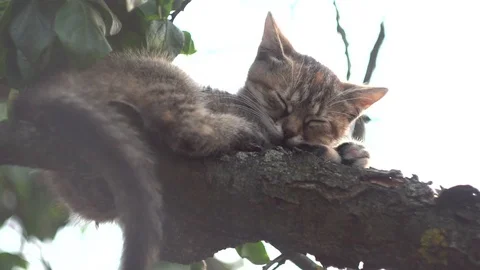 Small cat sleeping on a tree Video stock 91321645