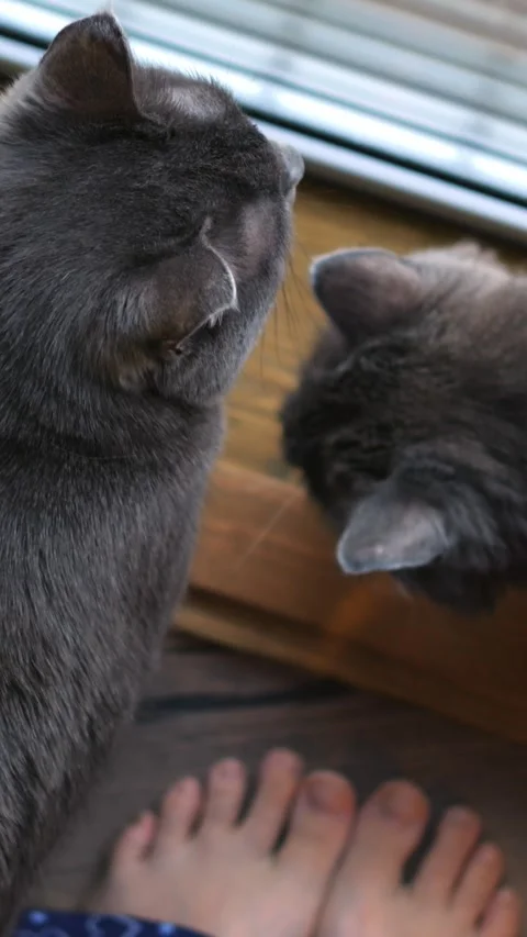 Small cat snuggles close to child in morning tranquility. Gentle feline rests Vidéo 344743885