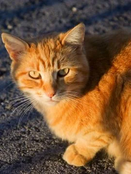 Small cat staring with sunset light Stock Photos