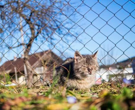 Small cat suffering Foto stock