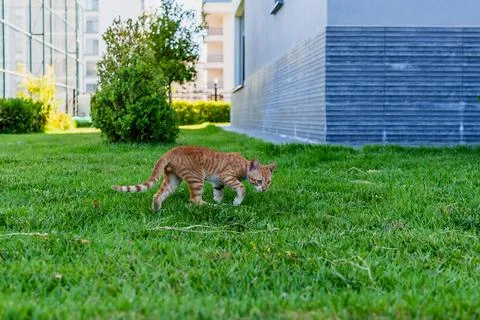 Small cat walking on green grass in a backyard Stock Photos