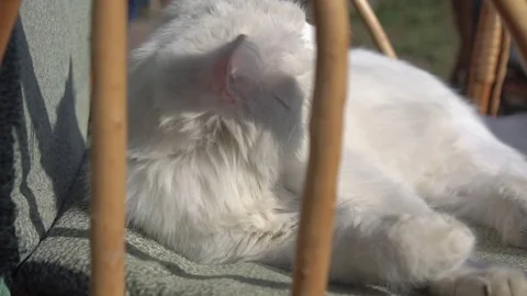 Small cat washes on a chair Vídeo Stock 74395380
