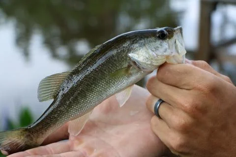 Small catch 스톡 사진