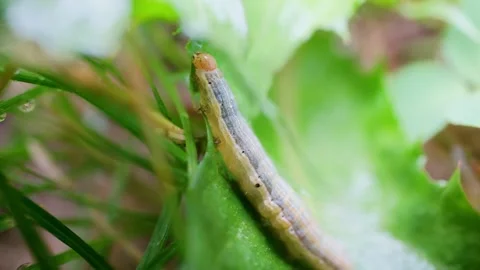 Small Caterpillar Climbing Green Leaf in Field Macro Video Video stock 344073372