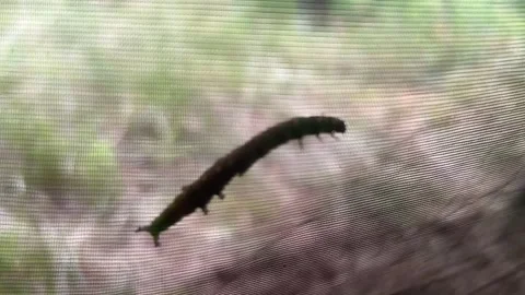 Small Caterpillar Crawling On Camping Tent Screen In 4K Stock Footage 337637748