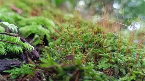Small Caterpillar Crawling Through Green Moss in Tropical Rainforest Macro Scene Stockbeeldmateriaal 332157564