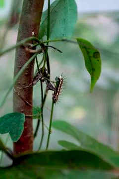 Small caterpillar on a leaf stem in the Stock Photos