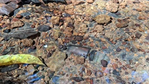 Small caterpillar moving slowly across rocky ground outdoors in natural sun.. Stock Footage 346111075