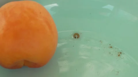 Small Caterpillar Next to Apricots in a Blue Bowl (8K) Stock Footage 337656194