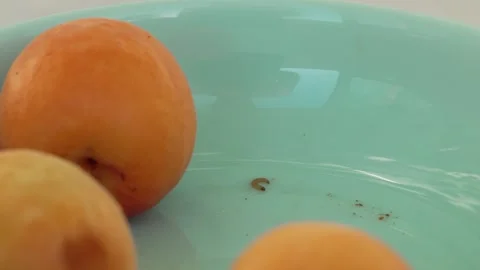 Small Caterpillar Next to Apricots in a Blue Bowl (8K) Stock Footage 337656195