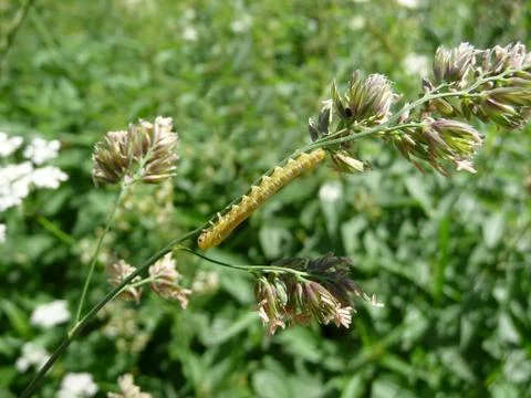 Small caterpillar Stock Photos