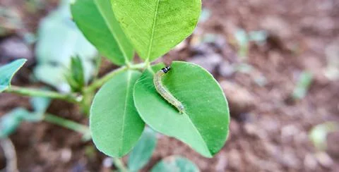 Small Caterpillar Stock Photos