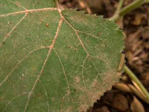 Small Caterpillar Foto stock