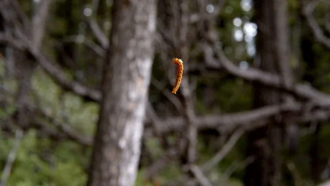 Small caterpillar suspended by a string making a cocoon. Stock Footage 113174175