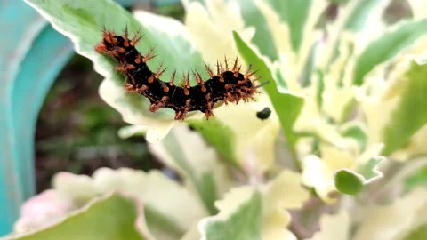 Small Caterpillars Video stock 211787361