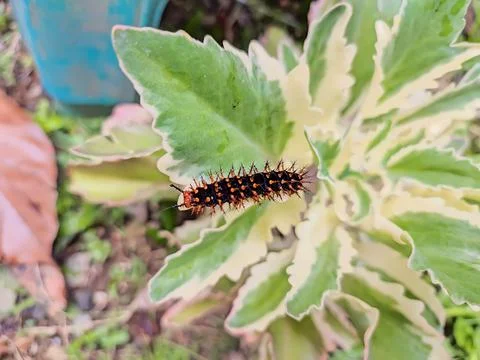 Small caterpillars on the leaves Stock Photos