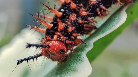 Small caterpillars on the leaves Stock Photos