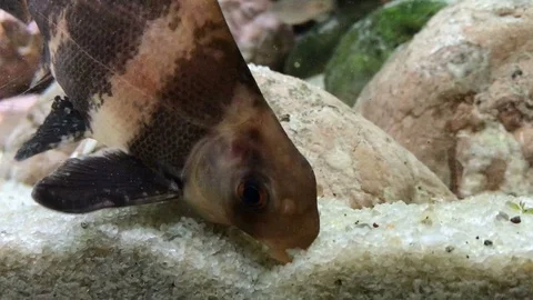 Small catfish in aquarium Stock Footage 98532498