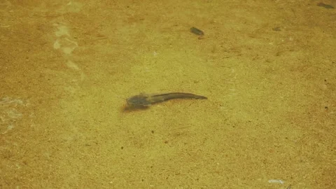 The small catfish in shallow clear water Stock Footage 332259316