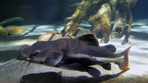 Small catfish shark in aquarium Stock Footage 109154236