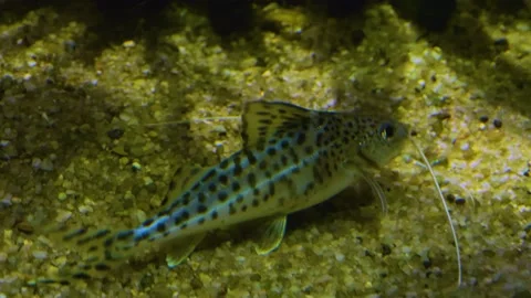 A small catfish swimming Stock Footage 141281374