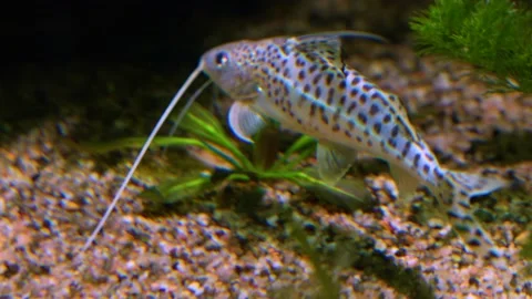 A small catfish swimming  Stock Footage 228601435