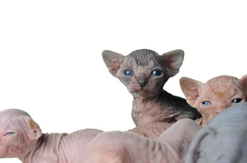 Small  cats Stock Photos