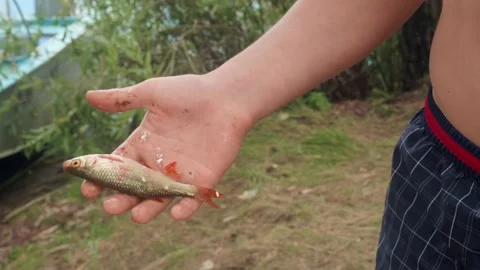 Small caught fish in hand of caucasian boy. Luck during forst fishing. Stock Footage 144454095