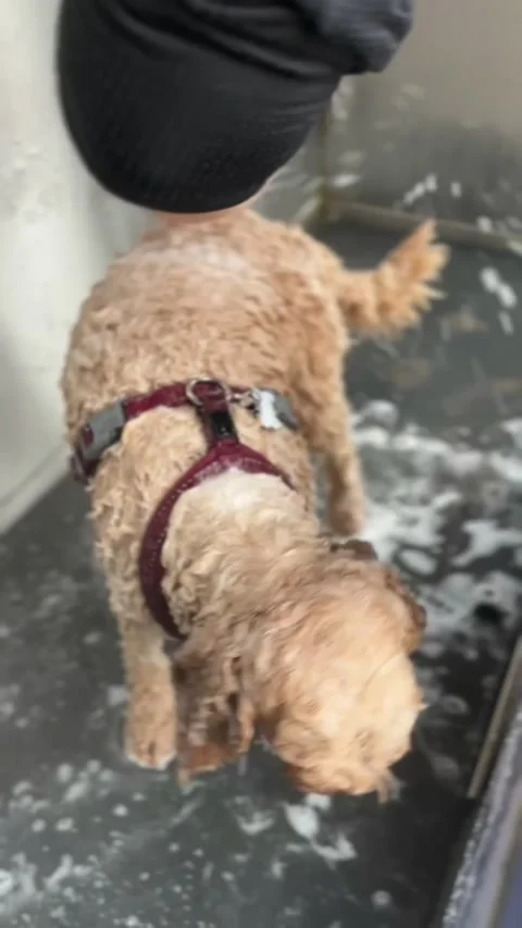 A small Cavapoo dog having a shower and wash in a dog shower. United Kingdom Stock Footage 294809333