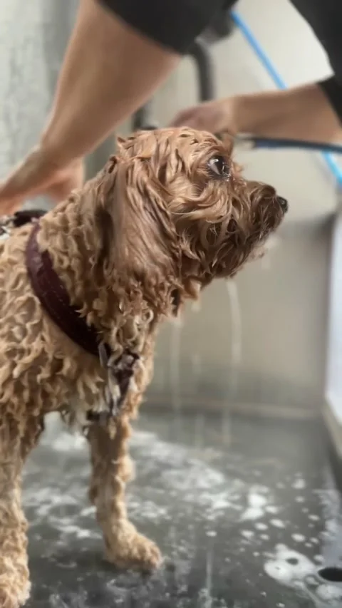 A small Cavapoo dog having a shower and wash in a dog shower. United Kingdom Stock Footage 294809335