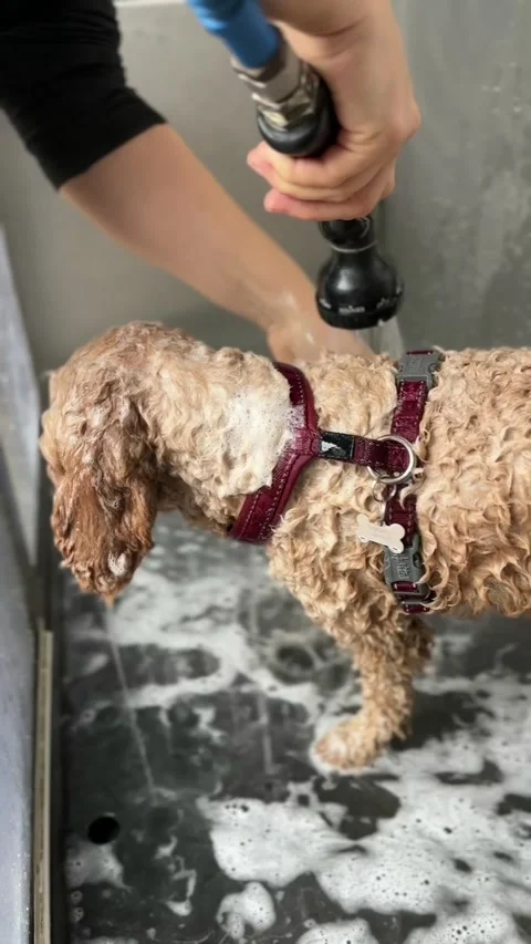 A small Cavapoo dog having a shower and wash in a dog shower. United Kingdom Stock Footage 294809336