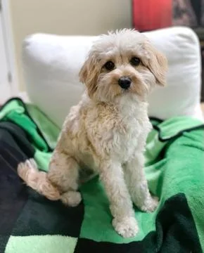 Small Cavapoo Dog Looks at Camera at Chatham, Cape Cod 스톡 사진