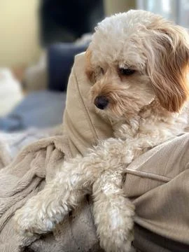 Small Cavapoo Dog Looks at Camera at Chatham, Cape Cod Stock Photos