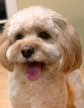 Small Cavapoo Dog Looks at Camera at Chatham, Cape Cod 스톡 사진