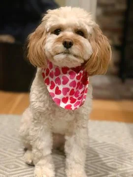 Small Cavapoo Dog Looks at Camera at Chatham, Cape Cod Stock Photos