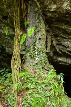 Small cave in rainforest Stock Photos