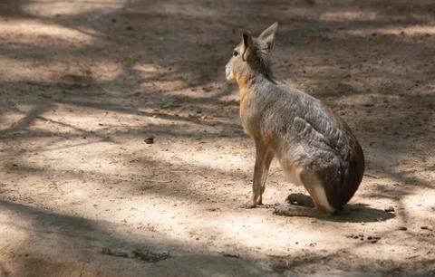 Small Cavy Alone Stock Photos