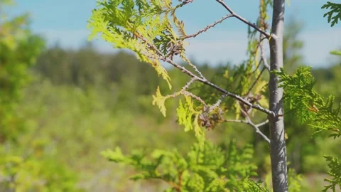 Small cedar branch in dry day Stock Footage 130880053
