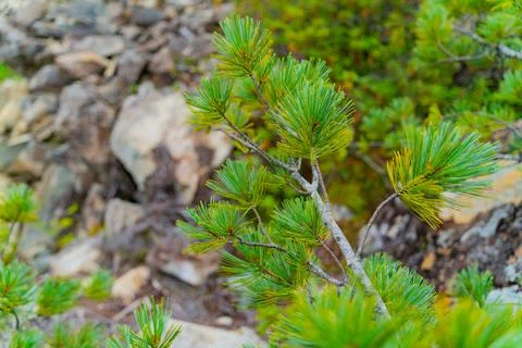 A small cedar on a rock. 스톡 사진
