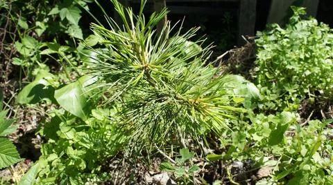 A small cedar seedling in the grass Stock Photos